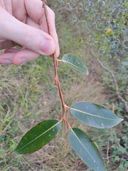 Salix pentandra