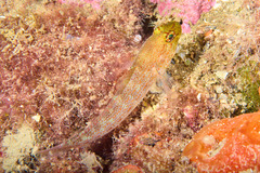 Gobius xanthocephalus
