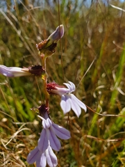 Lobelia brevifolia