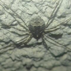 Lacinius