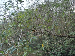 Salix pentandra