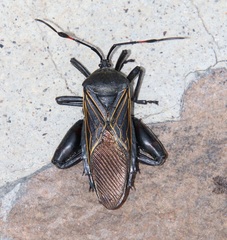 Pachylis gigas