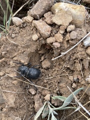 Stenomorpha obliterata