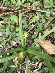 Hypoxis decumbens