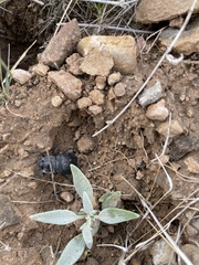 Stenomorpha obliterata