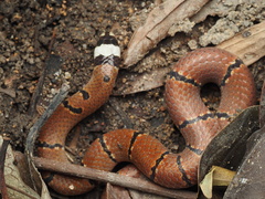 Sinomicrurus annularis
