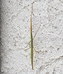 Clonopsis gallica