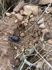 Stenomorpha obliterata