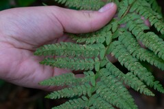 Polystichum setiferum