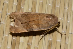 Noctua janthina
