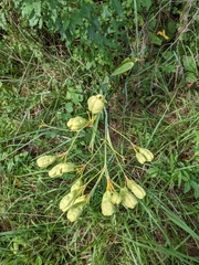 Iris domestica