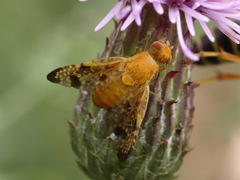 Xyphosia miliaria