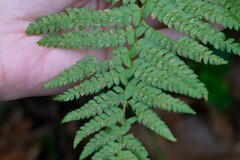 Polystichum setiferum