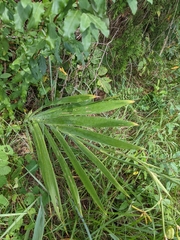 Iris domestica