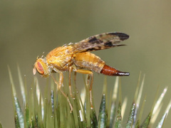 Xyphosia miliaria