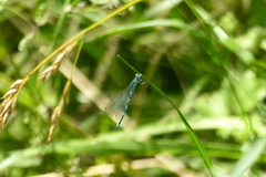Coenagrion mercuriale