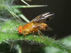 Xyphosia miliaria