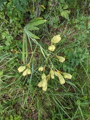 Iris domestica