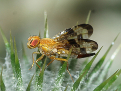 Xyphosia miliaria