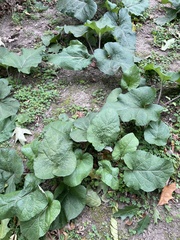 Phytomyza albiceps group