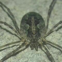 Lacinius