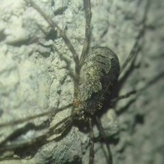 Lacinius