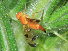 Xyphosia miliaria