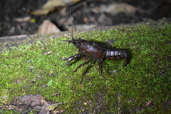 Procambarus clarkii