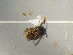 Vespula germanica