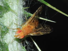 Xyphosia miliaria