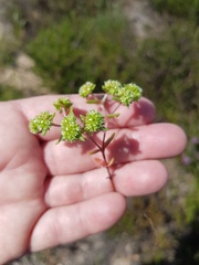 Crassula glomerata