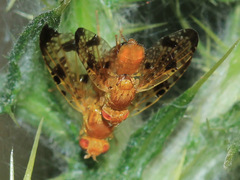 Xyphosia miliaria