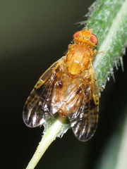 Xyphosia miliaria