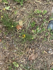 Pachodynerus erynnis