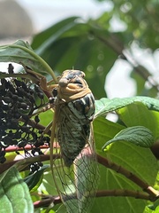 Megatibicen dealbatus