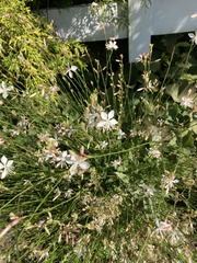 Oenothera lindheimeri