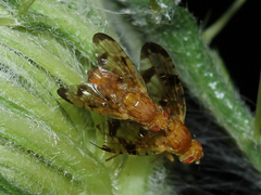 Xyphosia miliaria