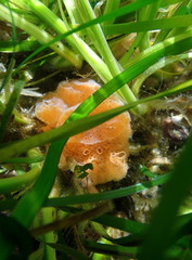 Aplidium californicum