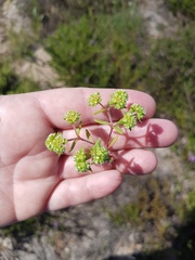 Crassula glomerata