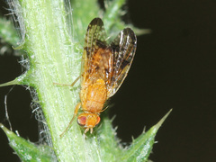 Xyphosia miliaria