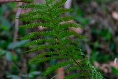 Polystichum setiferum