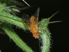 Xyphosia miliaria