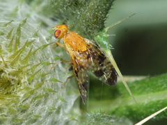Xyphosia miliaria