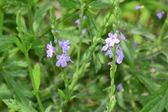 Verbena xutha