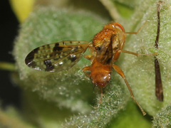 Xyphosia miliaria