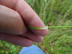 Carex spicata