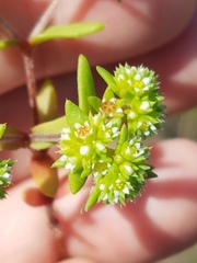 Crassula glomerata