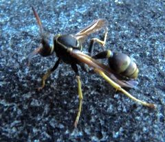 Mischocyttarus flavitarsis