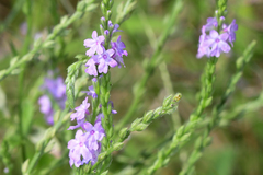 Verbena xutha