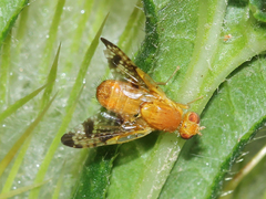 Xyphosia miliaria